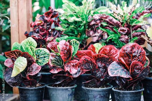 colorful flower pots