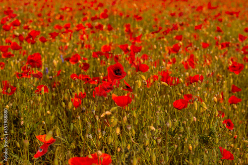 red poppies on the plain on a sunny summer day