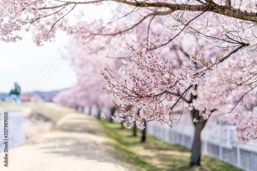 桜の風景 © kuronyankotan