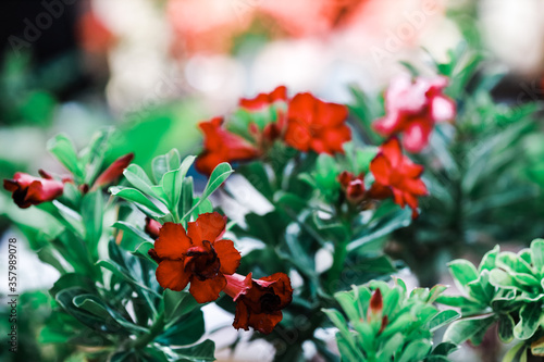 red and yellow flowers