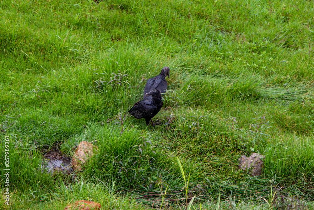 Obraz premium Vulture in the grass