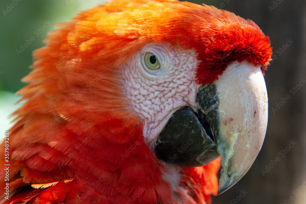 Portrait of scarlet macaw parrot