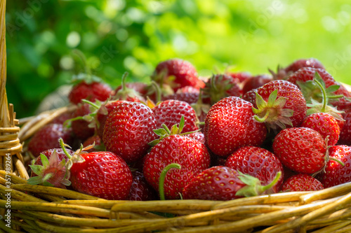 Basket full of luscious ripe red strawberries