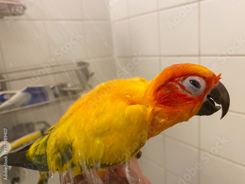 Sun Conure Parrot enjoying a hot shower