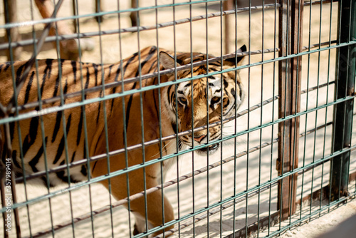 siberian tiger in the cage