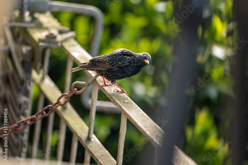 starling on a fence