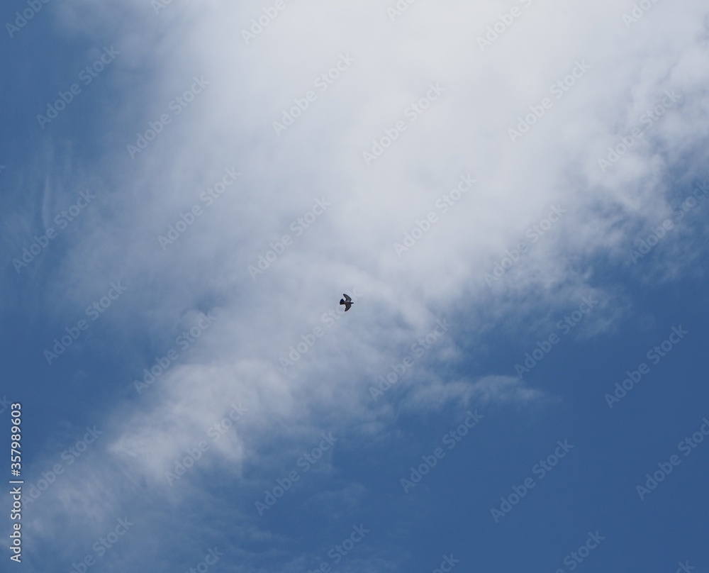 pájaro volando en el cielo azul con nubes blancas pájaro volando en el cielo azul con nubes blancas