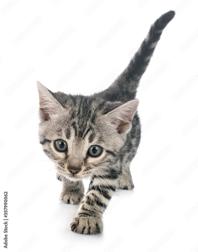 Naklejka premium bengal kitten in studio
