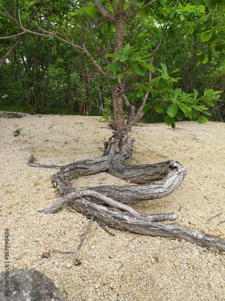 tree roots in the sand