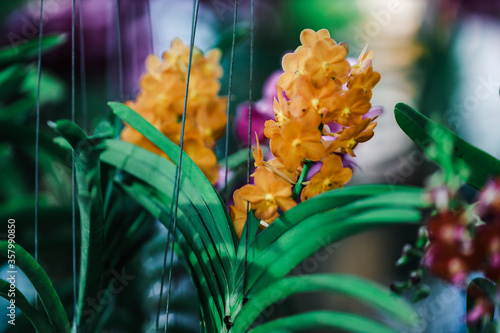 flower in the garden