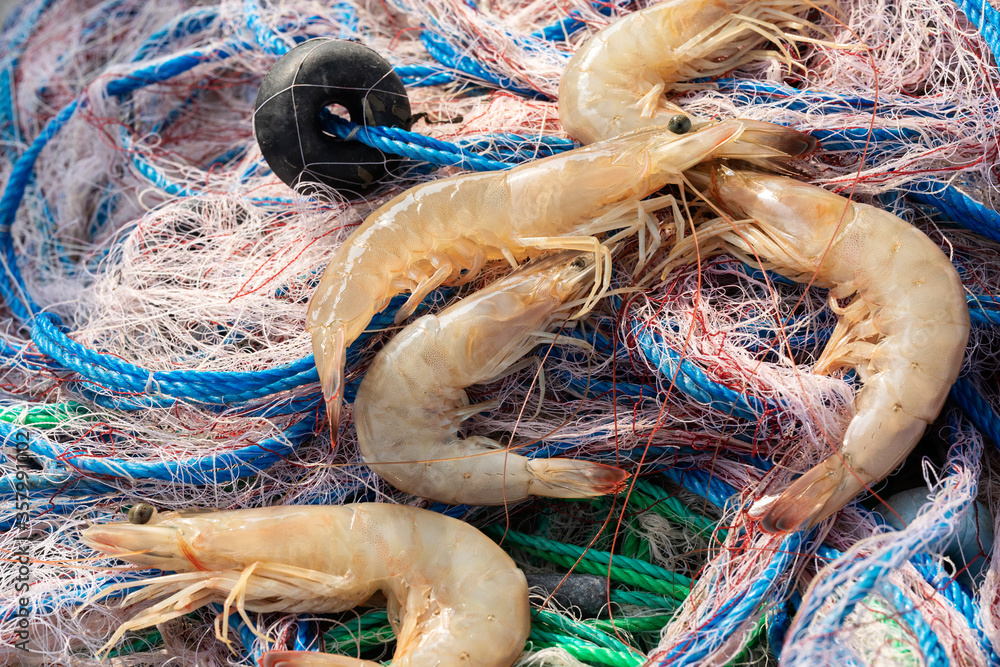 Jumbo prawns and fishing net. Seafood, shrimp is high in protein but