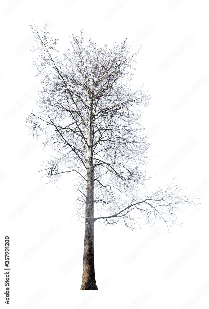 large linden bare tree isolated on white large linden bare tree isolated on white