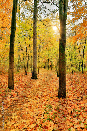 Fototapeta Naklejka Na Ścianę i Meble -  orange trees in autumn park