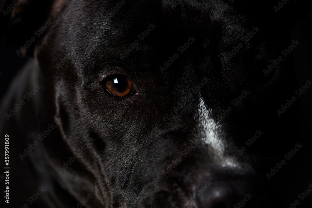 American pit bull terrier on dark background. Close up.
American pit bull terrier on dark background. Close up.
