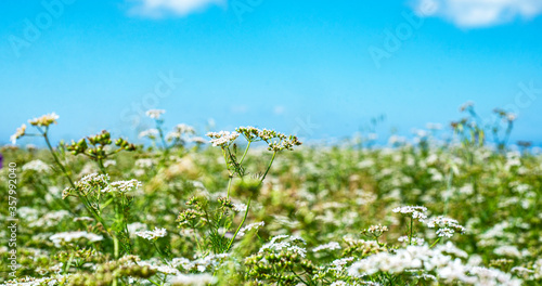  Blooming coriander field against the blue sky. Copy space for text. Banner. 