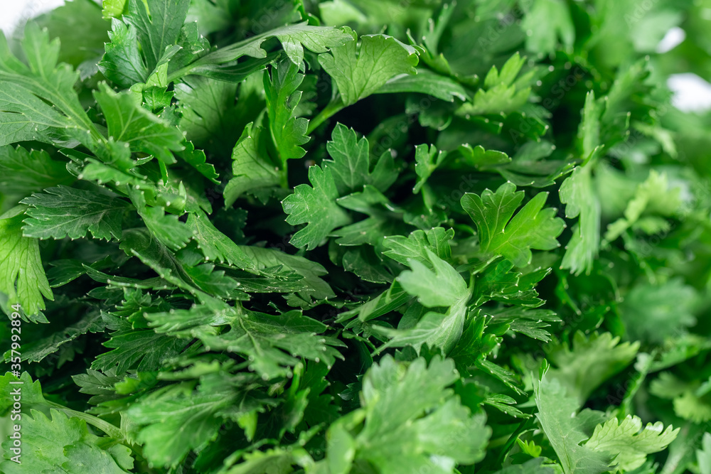 Macro photo of green fresh parsley, fresh vegetable Macro photo of green fresh parsley, fresh vegetable