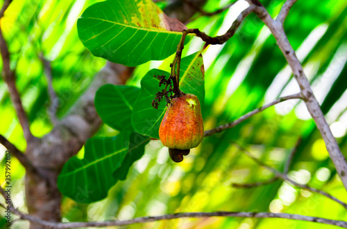 Cashew Fruit and Nut