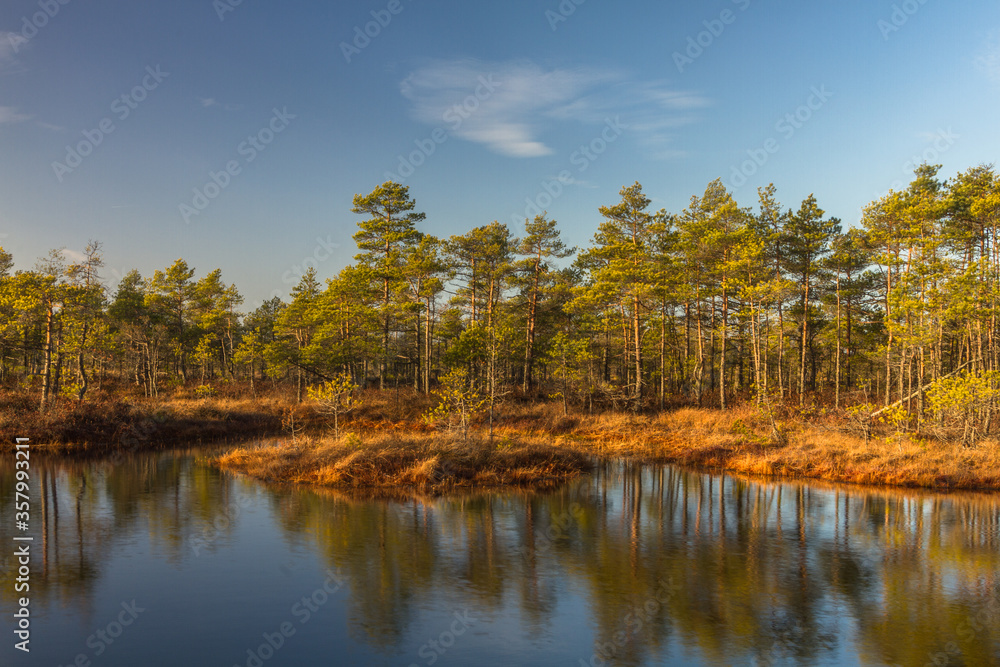 Fototapeta premium Swamp on a sunny day in great colors