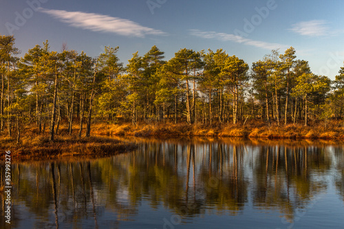 Swamp on a sunny day in great colors