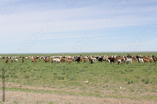 Wallpaper Mural Herd of sheep walking in the green pastures, clear blue sky Torontodigital.ca