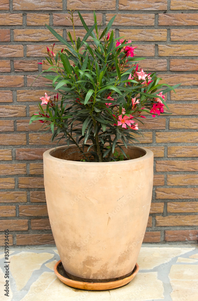 oleander flowers in a clay pot oleander flowers in a clay pot
