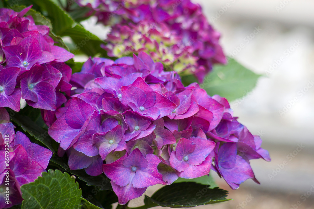 violet hortensia flowers violet hortensia flowers