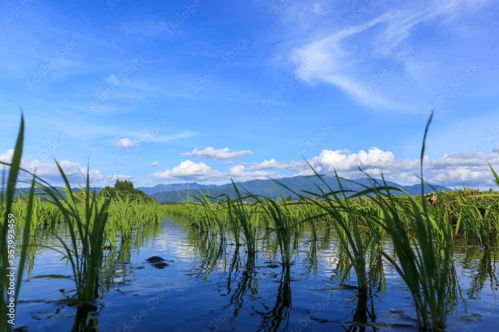 田植え後の水田風景 秋田県 6月 青空 田植え後の水田風景 秋田県 6月 青空