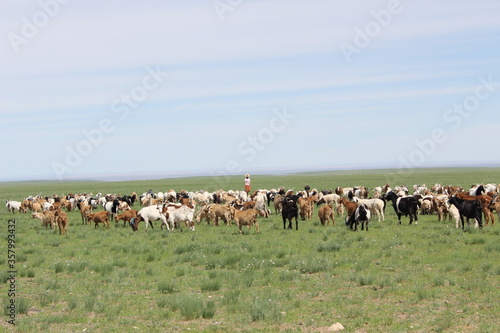Wallpaper Mural Herd of sheep walking in the green pastures, clear blue sky Torontodigital.ca