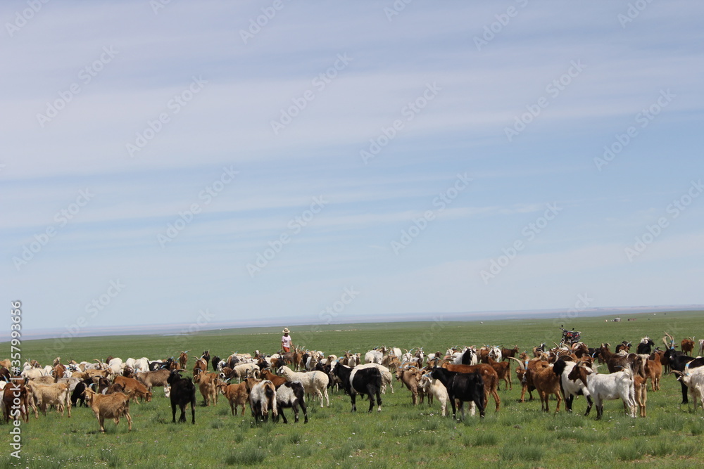 Obraz premium A lot of goats are on a vast meadow.