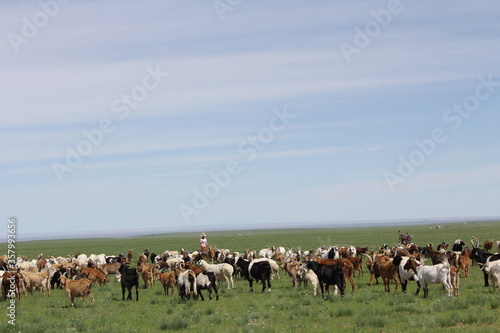 A lot of goats are on a vast meadow. © RisaRichChanel
