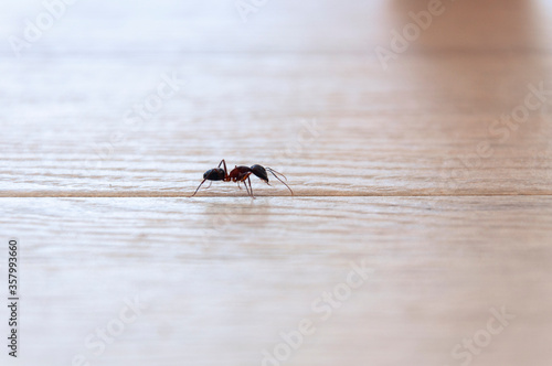 Soldier ant runs at the junction of two ceramic tiles