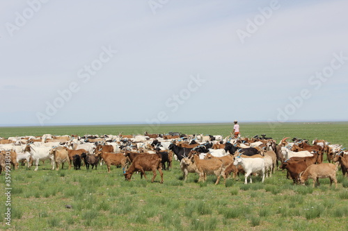 Wallpaper Mural Flock of sheep walking in the middle of the green meadow during the day time. Torontodigital.ca