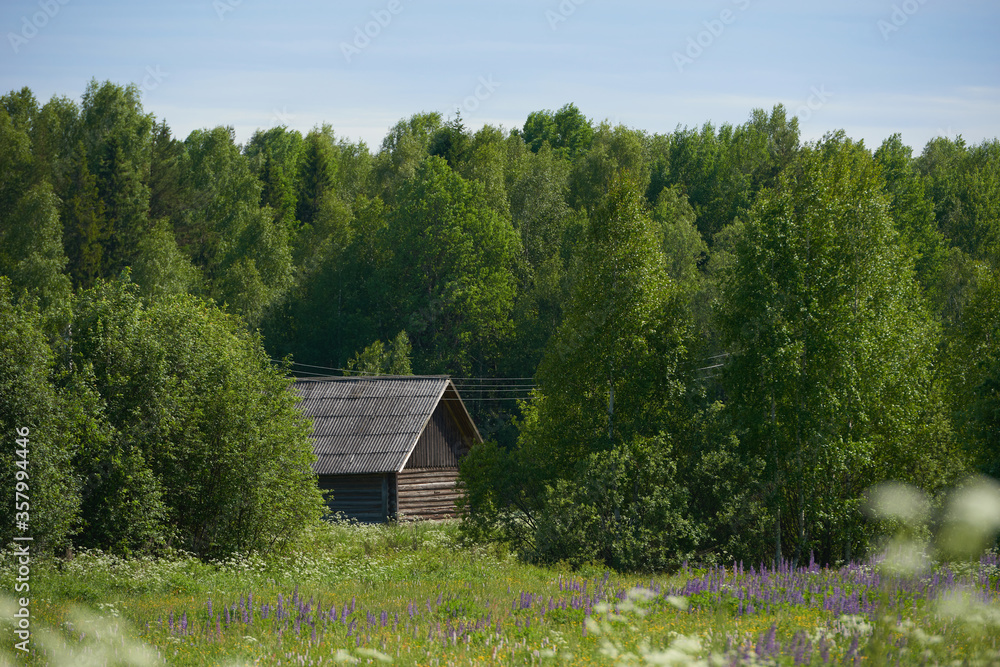 summer landscape with blooming flowers. white daisies and purple blueberries bloom on the field. panoramic summer view of wild flowers blooming in a meadow summer landscape with blooming flowers. white daisies and purple blueberries bloom on the field. panoramic summer view of wild flowers blooming in a meadow