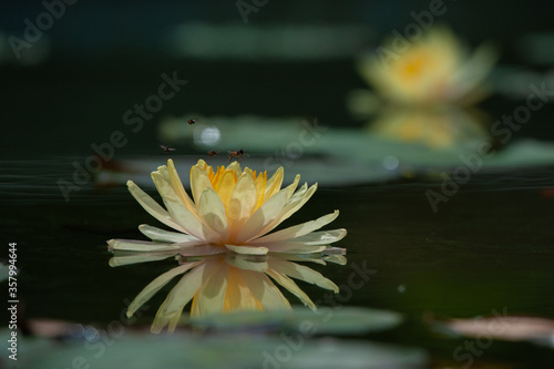 Bee staying on the lotus. refection concept
