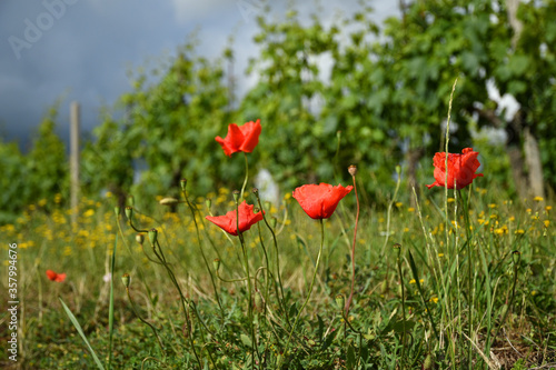 red poppies and green vineyards on background in the countryside near Greve in Chianti  Florence . Italy