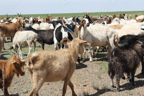 A lot of goats are on a vast meadow.