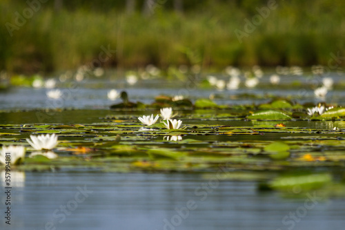 water lilies on the lake with reflections in the water on a sunny summer day