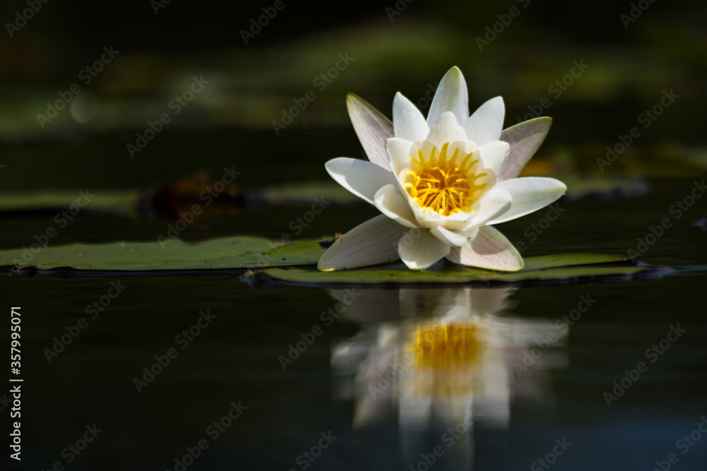 water lilies on the lake with reflections in the water on a sunny summer day water lilies on the lake with reflections in the water on a sunny summer day