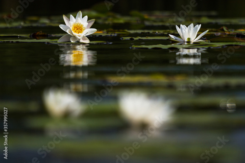 water lilies on the lake with reflections in the water on a sunny summer day