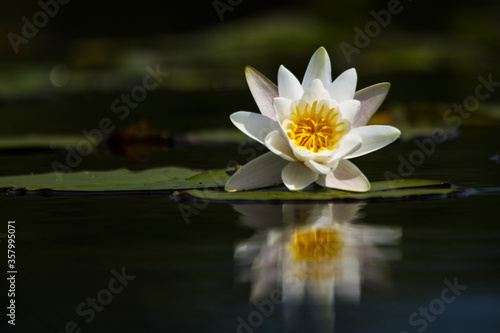 water lilies on the lake with reflections in the water on a sunny summer day