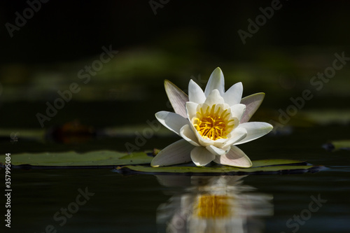 water lilies on the lake with reflections in the water on a sunny summer day