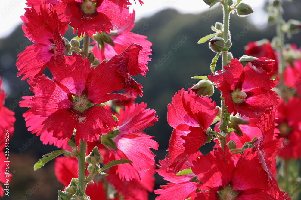 コケコッコ花 の画像 30 件の Stock 写真 ベクターおよびビデオ Adobe Stock