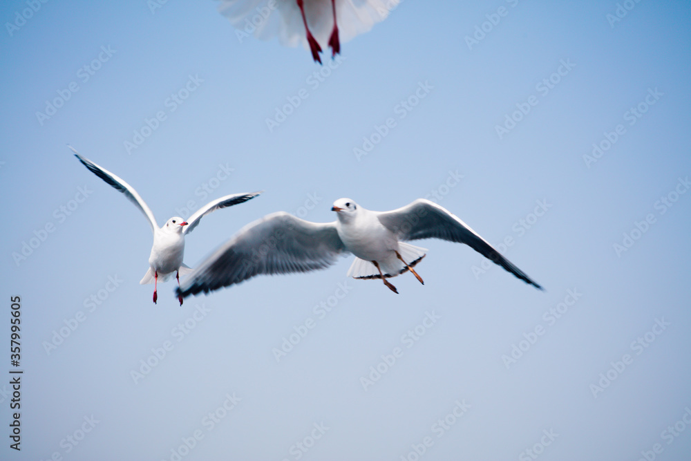 Obraz premium seagull in flight against the blue sky