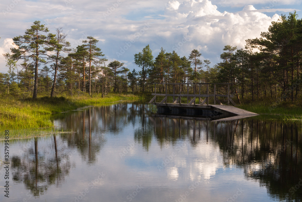 Swamp on a sunny day in great colors Swamp on a sunny day in great colors