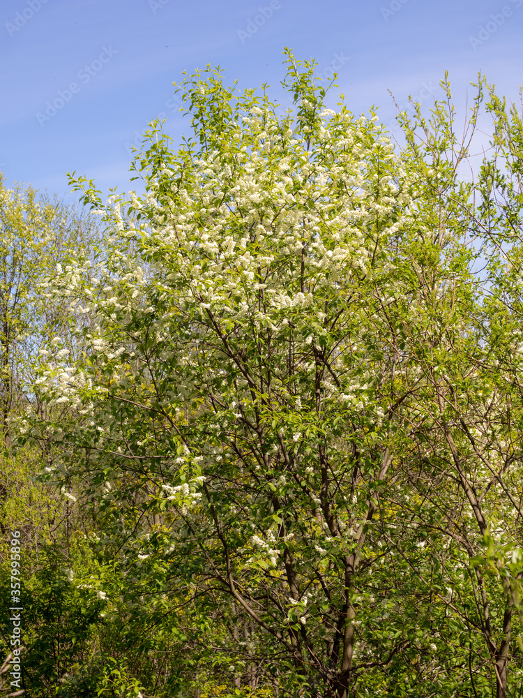 blooming bird cherry in the spring blooming bird cherry in the spring
