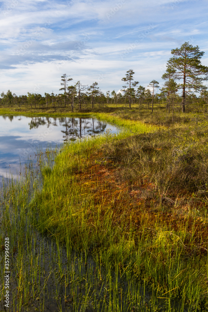 Swamp on a sunny day in great colors Swamp on a sunny day in great colors