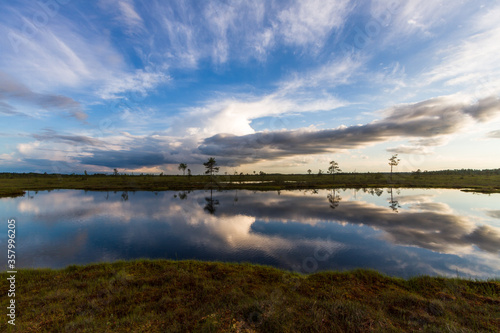 Swamp on a sunny day in great colors