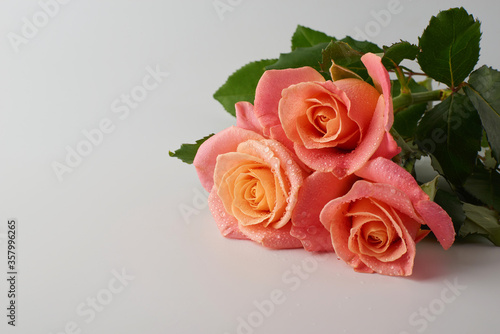 Pink Rose flower with raindrops on background pink roses flowers. Nature.