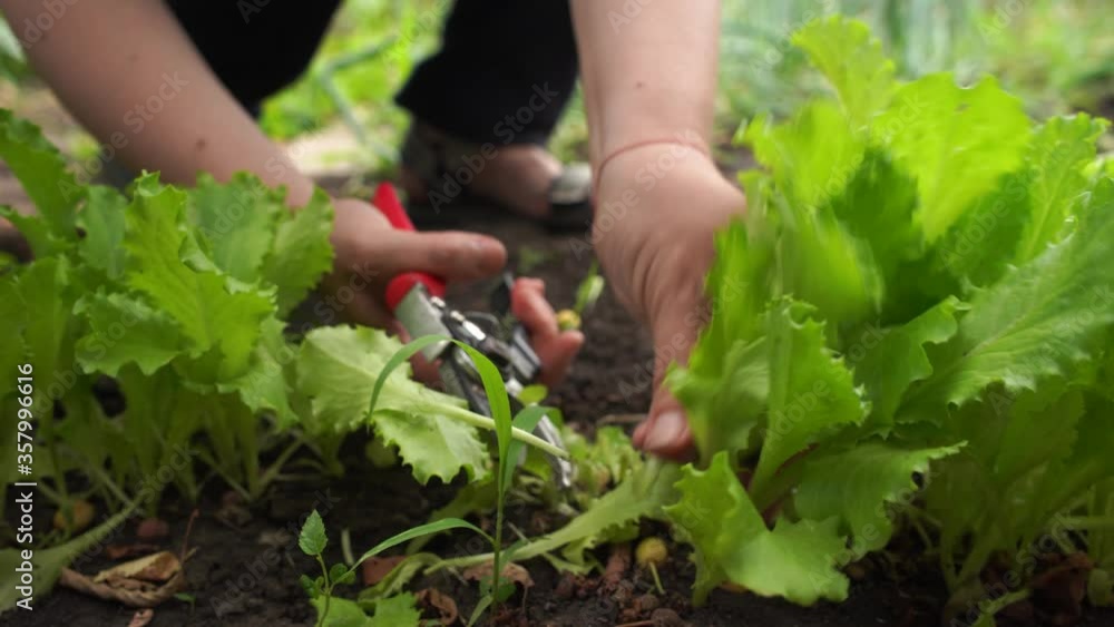 cropping the harvest of green salad in a garden cropping the harvest of green salad in a garden