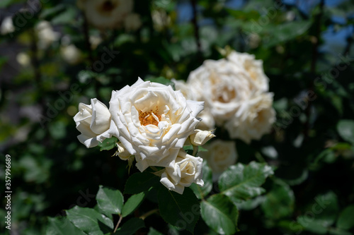 Fresh fragrant buds of white roses among green foliage. floristry and gardening in a city park